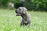 CANE CORSO 998